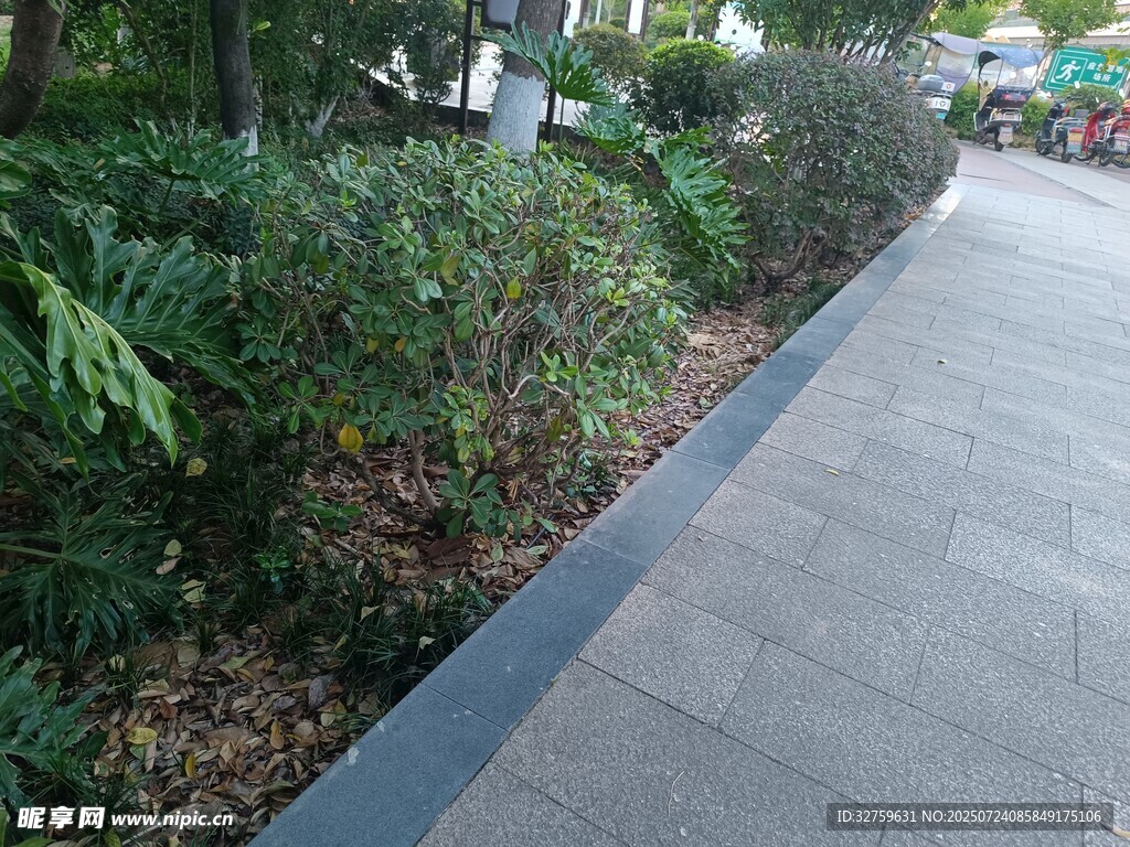 城市中整潔的綠植人行道