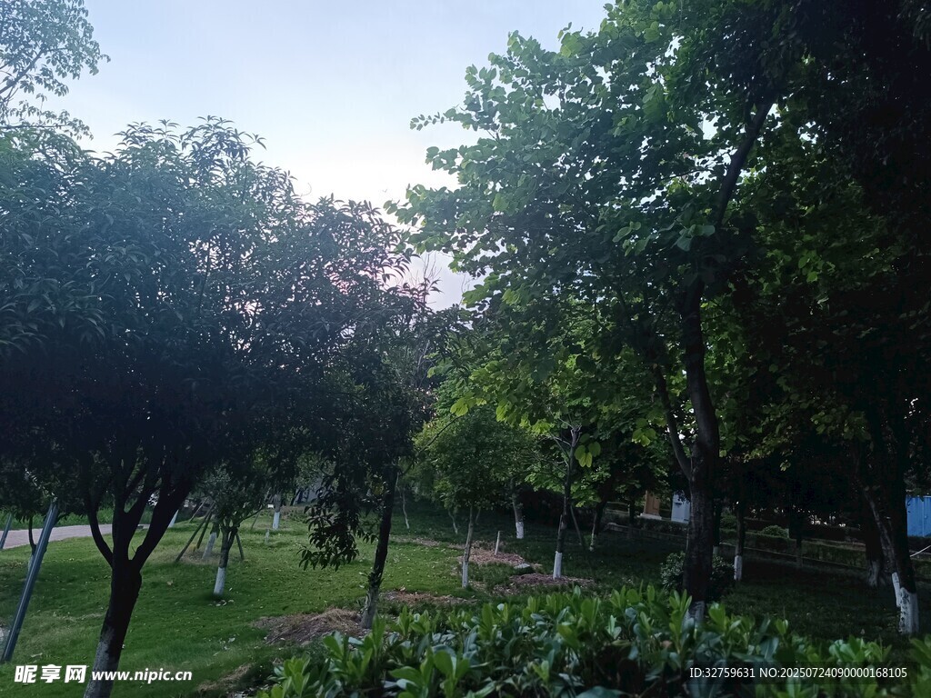 綠意盎然的公園景致
