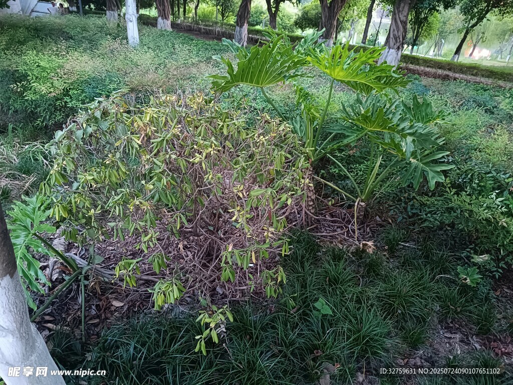 戶外綠植景觀