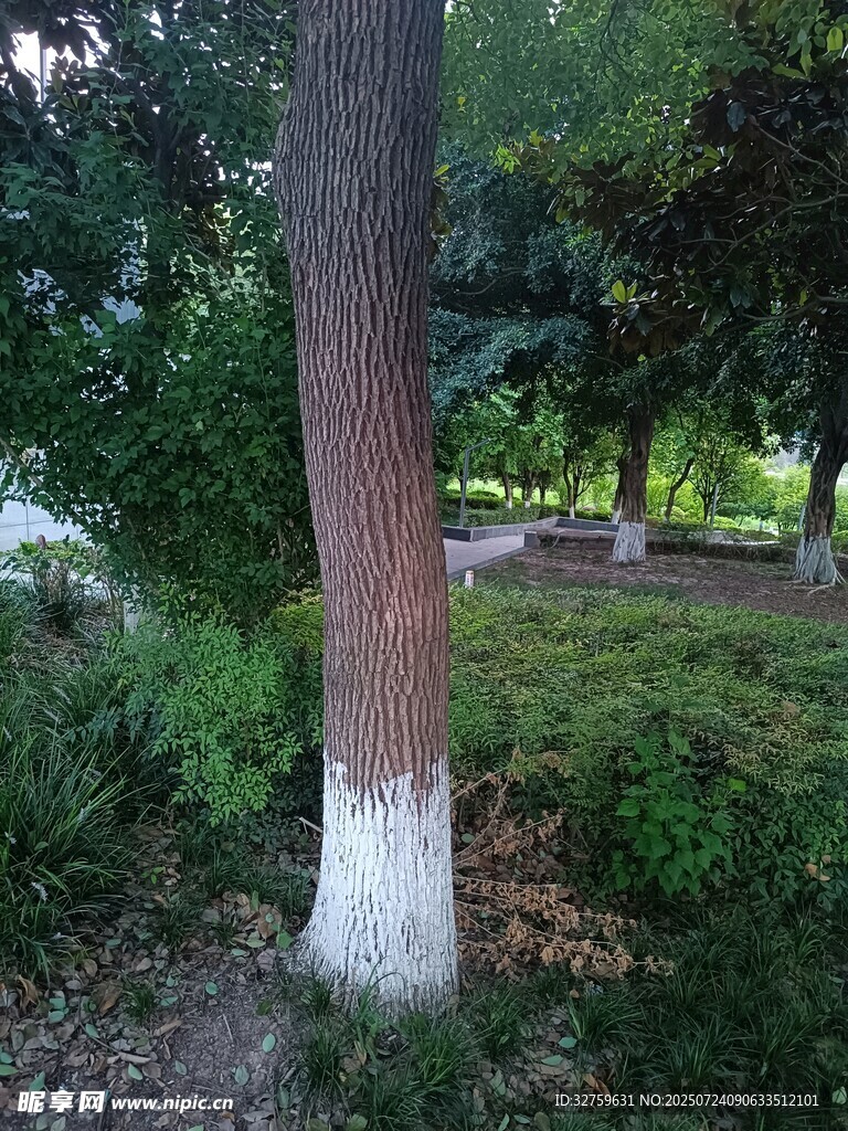 公園中樹(shù)干涂白的樹(shù)木景觀