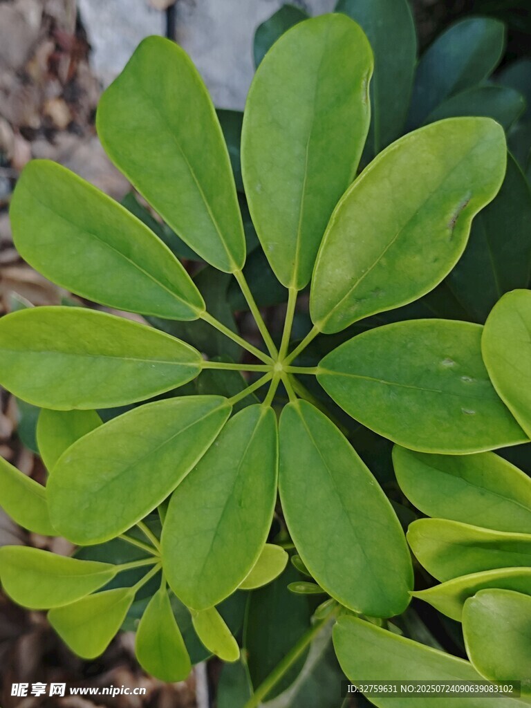 翠綠傘狀葉片植物特寫