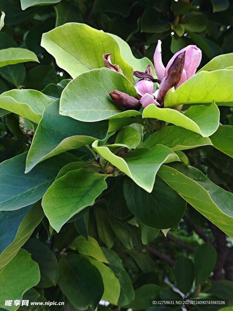 綠葉間綻放的粉嫩花朵