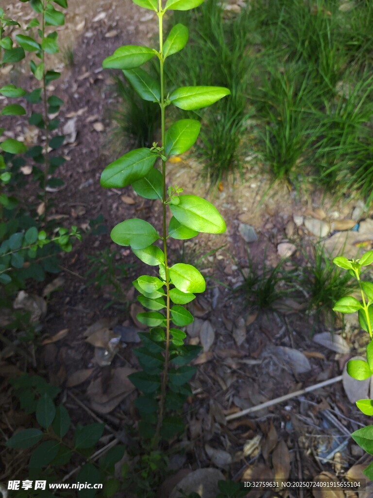 嫩綠直立植物生機(jī)勃勃