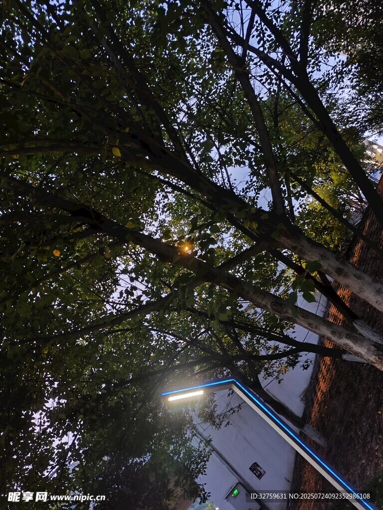 樹下路燈映綠葉