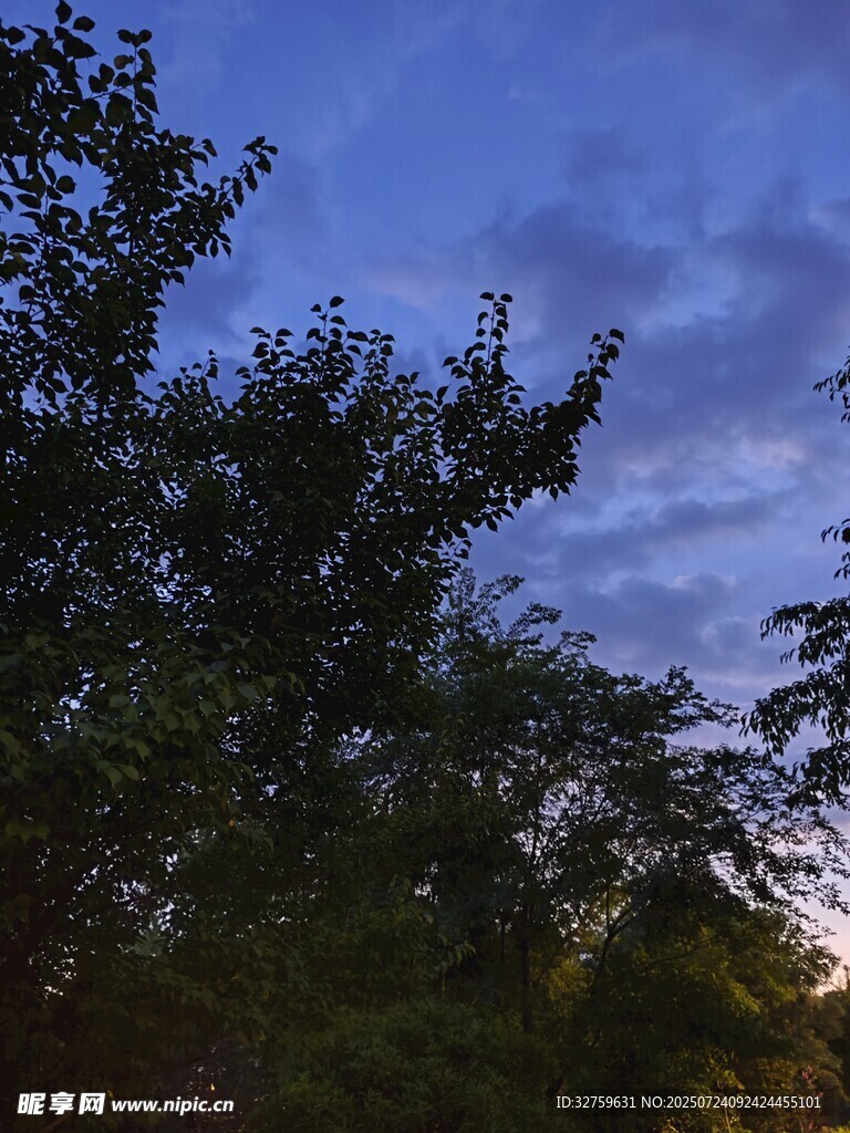 黃昏下的樹梢與天空
