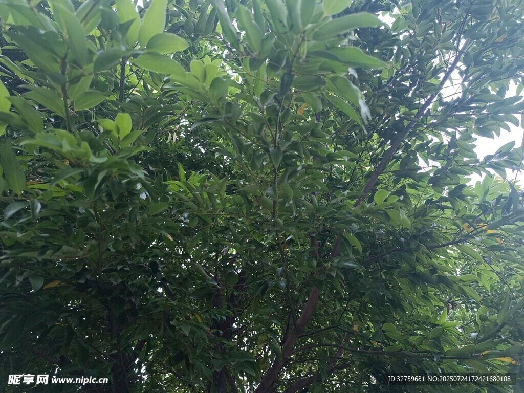 繁茂綠樹