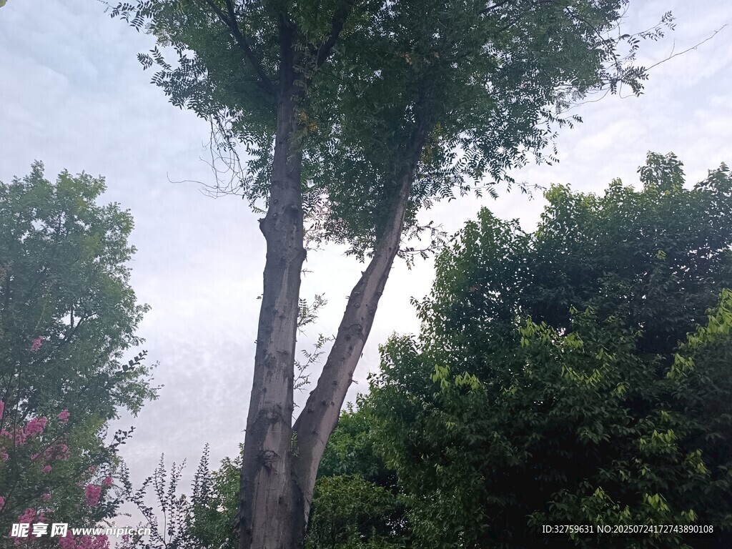 戶外挺拔樹木景觀
