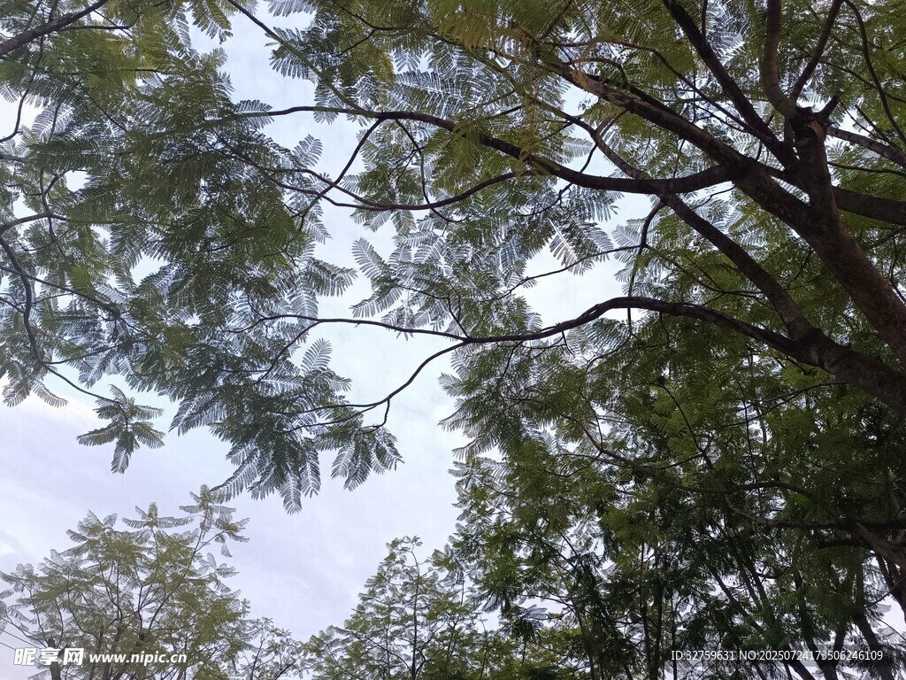 仰視繁茂枝葉