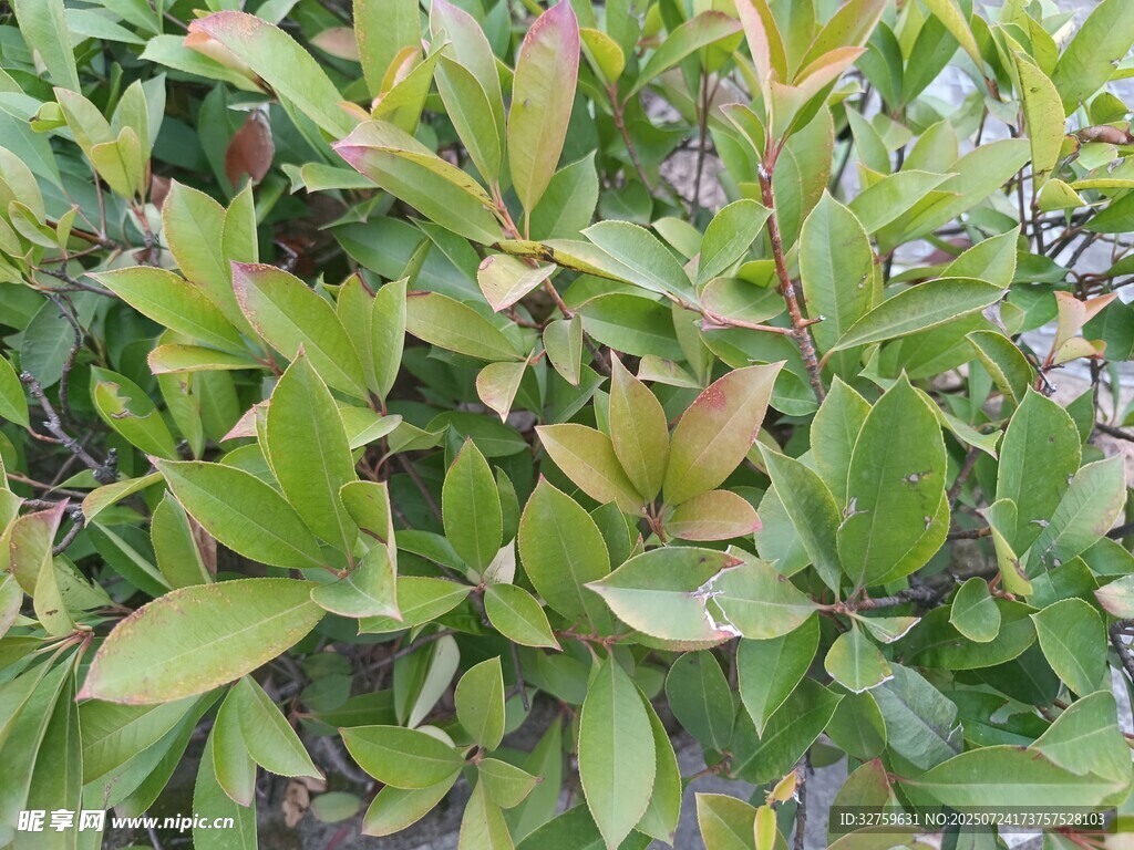 綠葉繁茂的植物景象