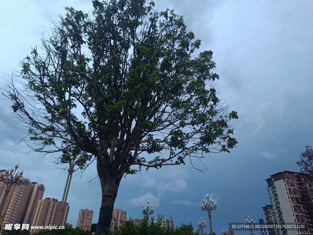 城市中獨立大樹景觀