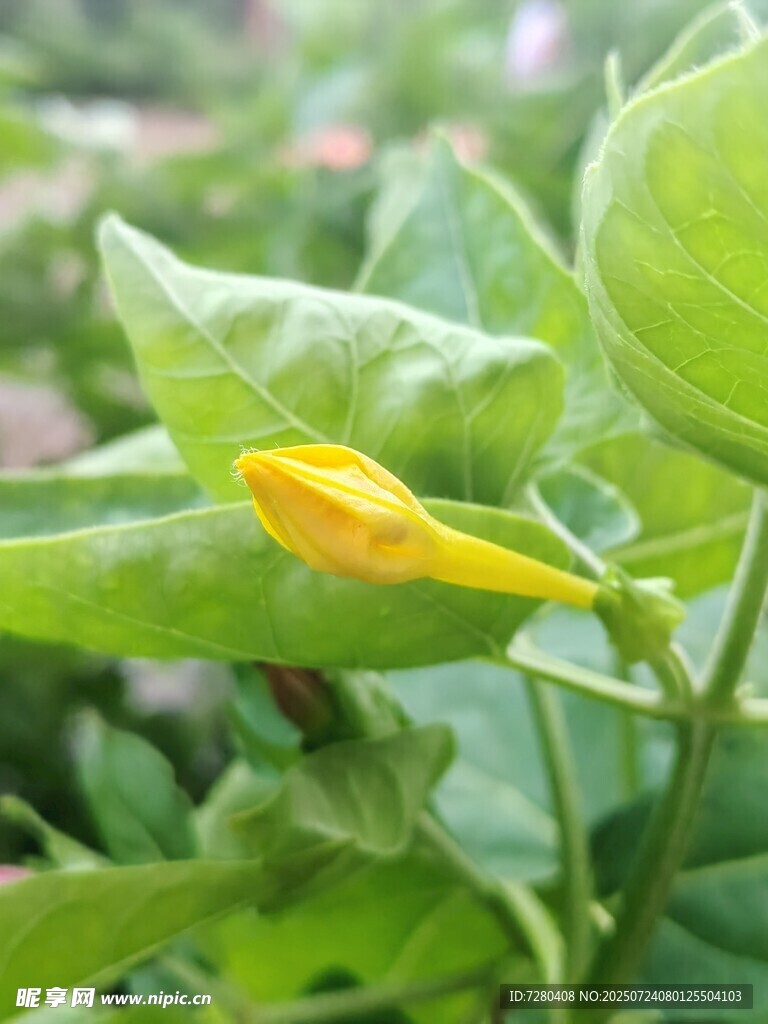枝頭綻放的黃色辣椒花