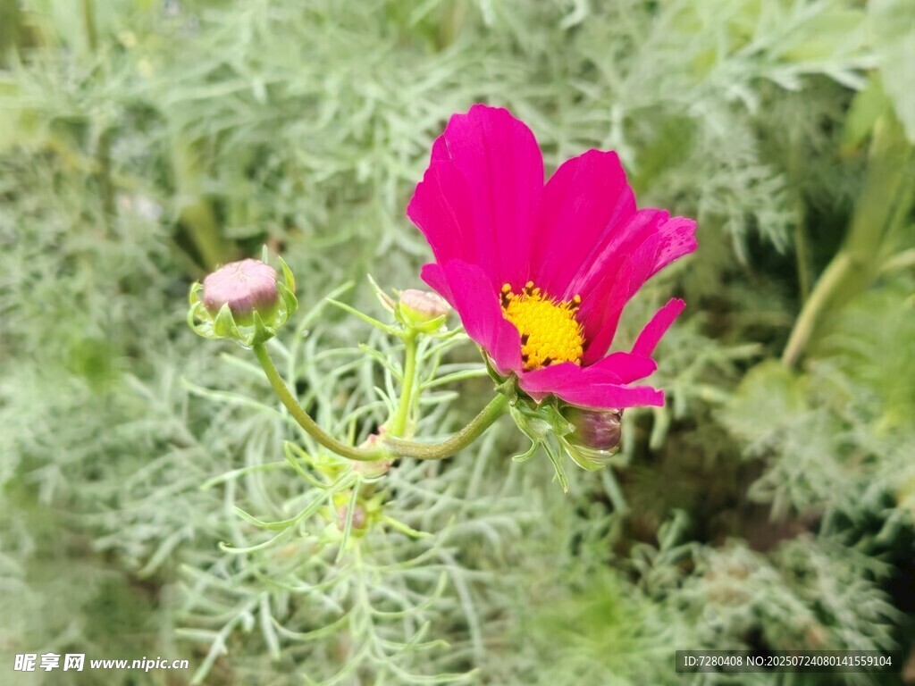 嬌艷粉色波斯菊綻放