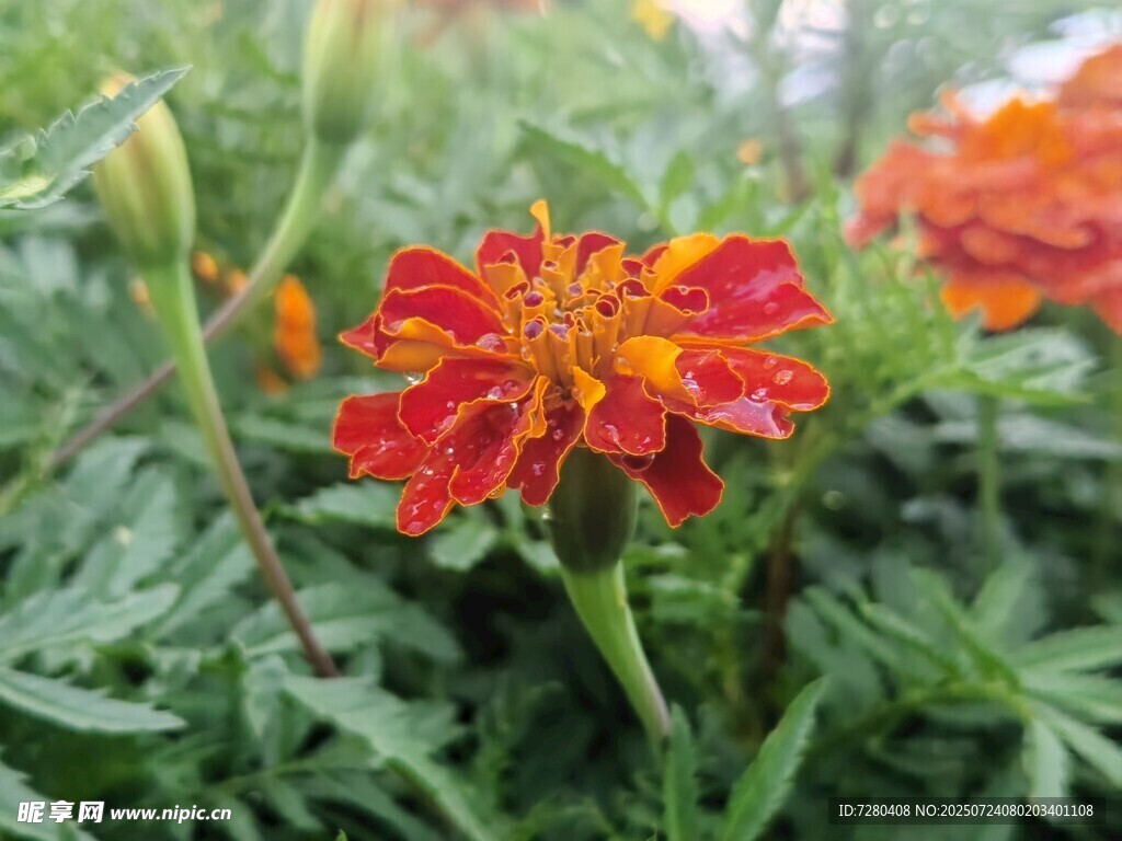 鮮艷萬壽菊綻放于綠葉間