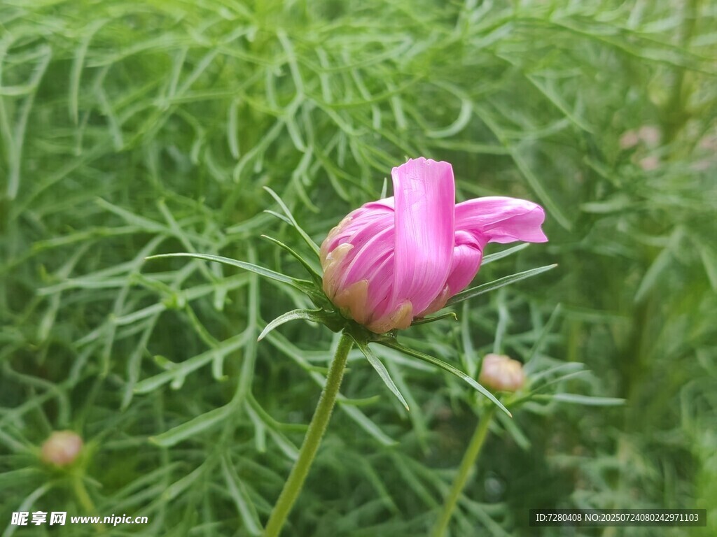 嬌艷綻放的粉色芍藥花