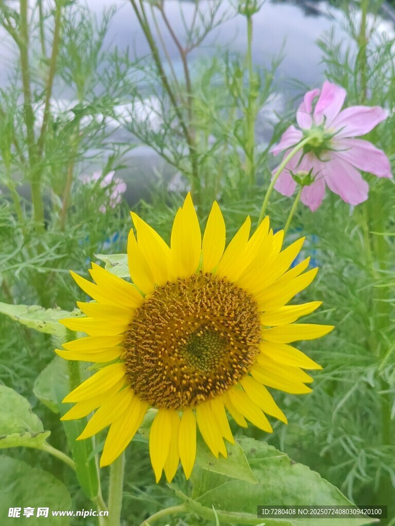 綻放的向日葵與粉色小花