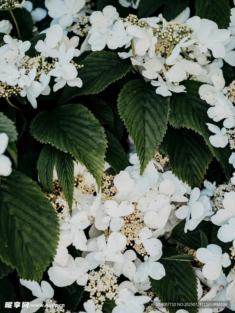 白色繡球花綻放