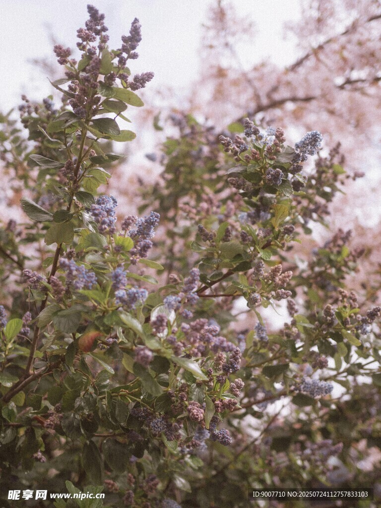 繁花滿樹的蔥郁植物