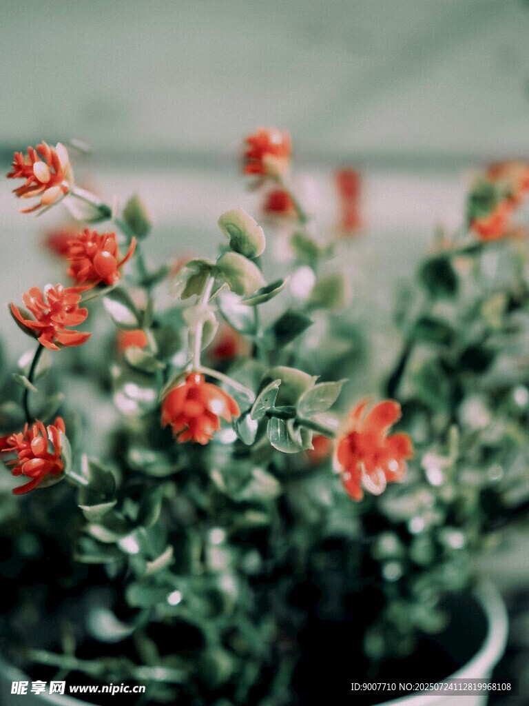 嬌艷盆花綻放生機(jī)