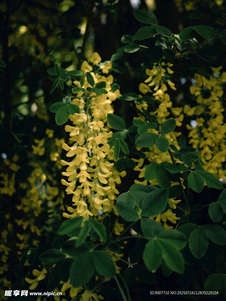 金黃花朵綻放綠葉間