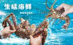 生猛海鮮  帝王蟹  龍蝦 