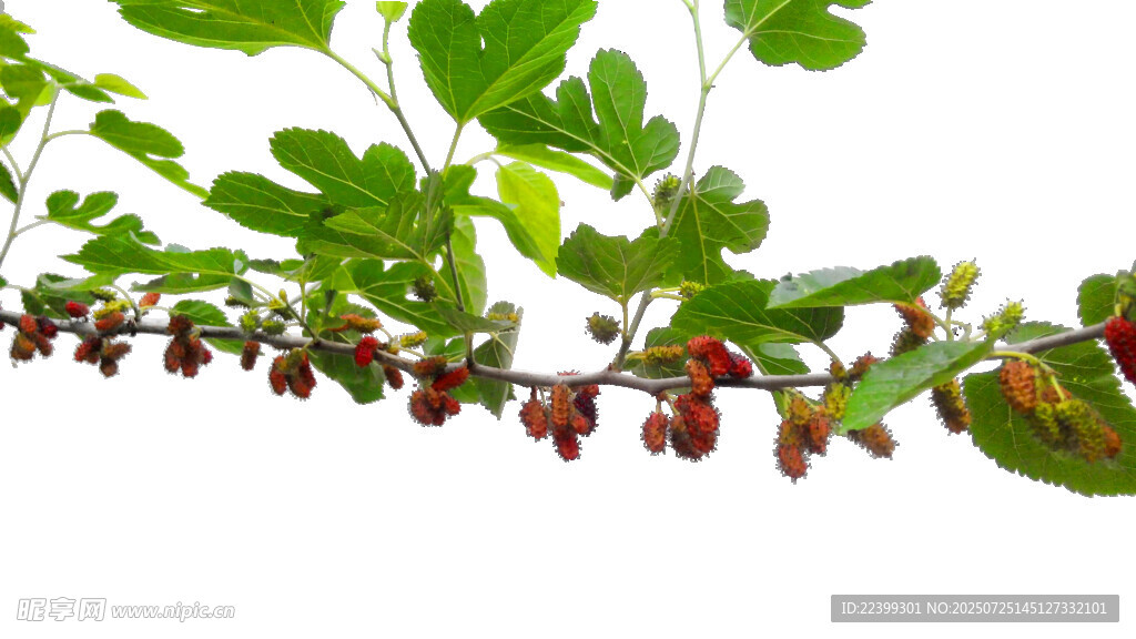 桑葚植物 綠葉紅果