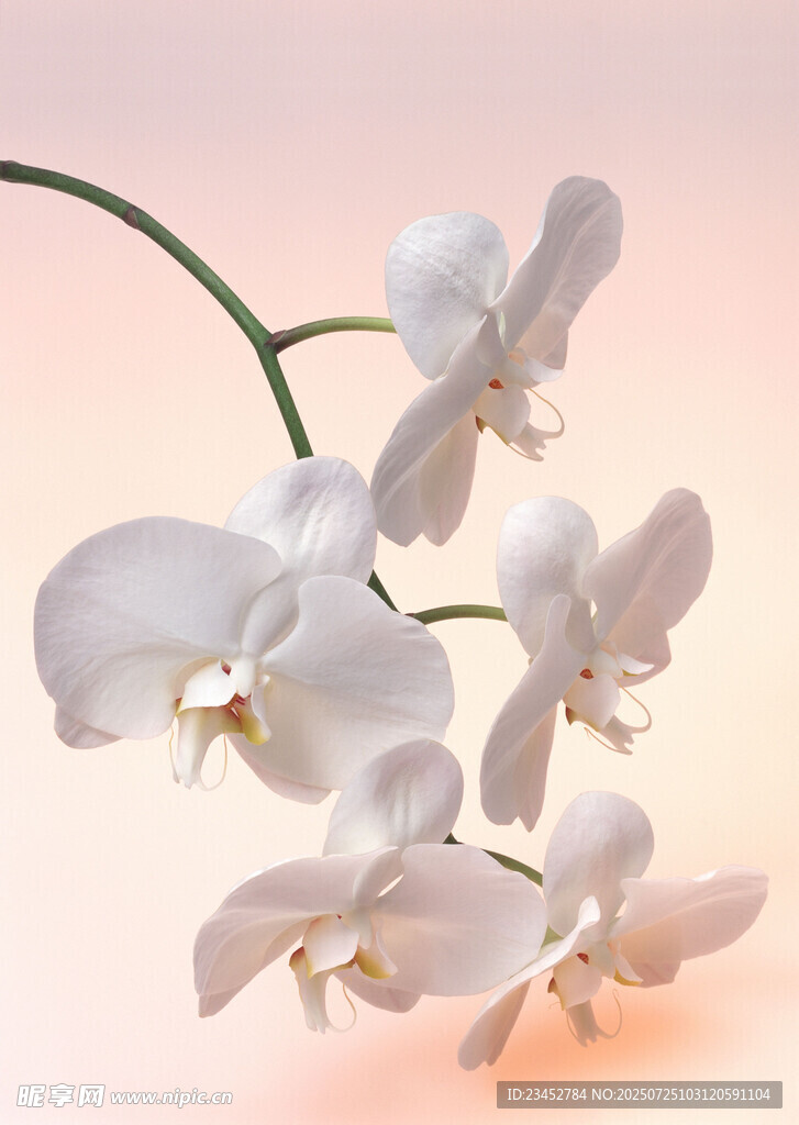 優(yōu)雅白色蘭花綻放