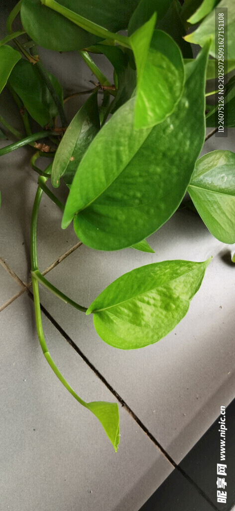 盆栽綠蘿置于木質(zhì)柜頂