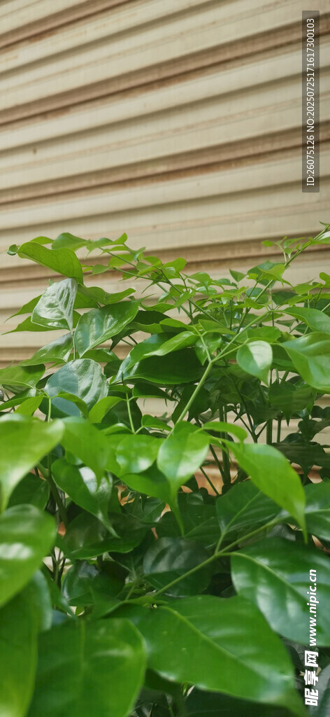 室內(nèi)翠綠植物生機(jī)盎然