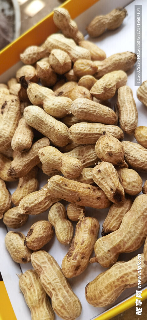新鮮飽滿的花生干貨展示