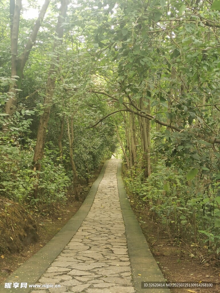 林間石板小徑 清幽景致