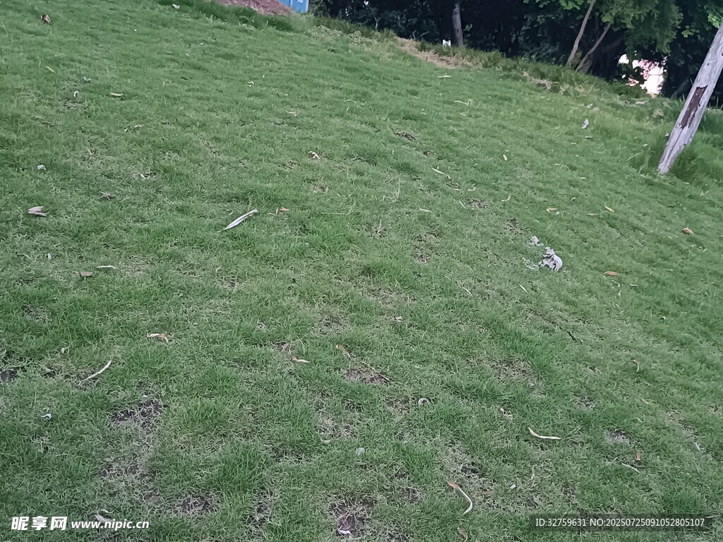 戶外翠綠草地場景