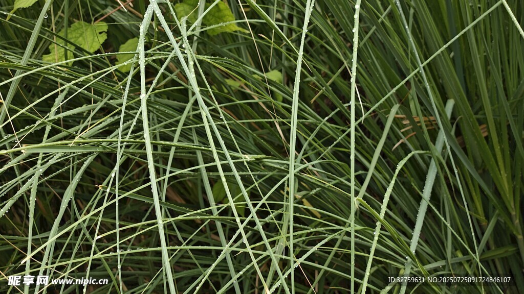 細長綠葉植物特寫