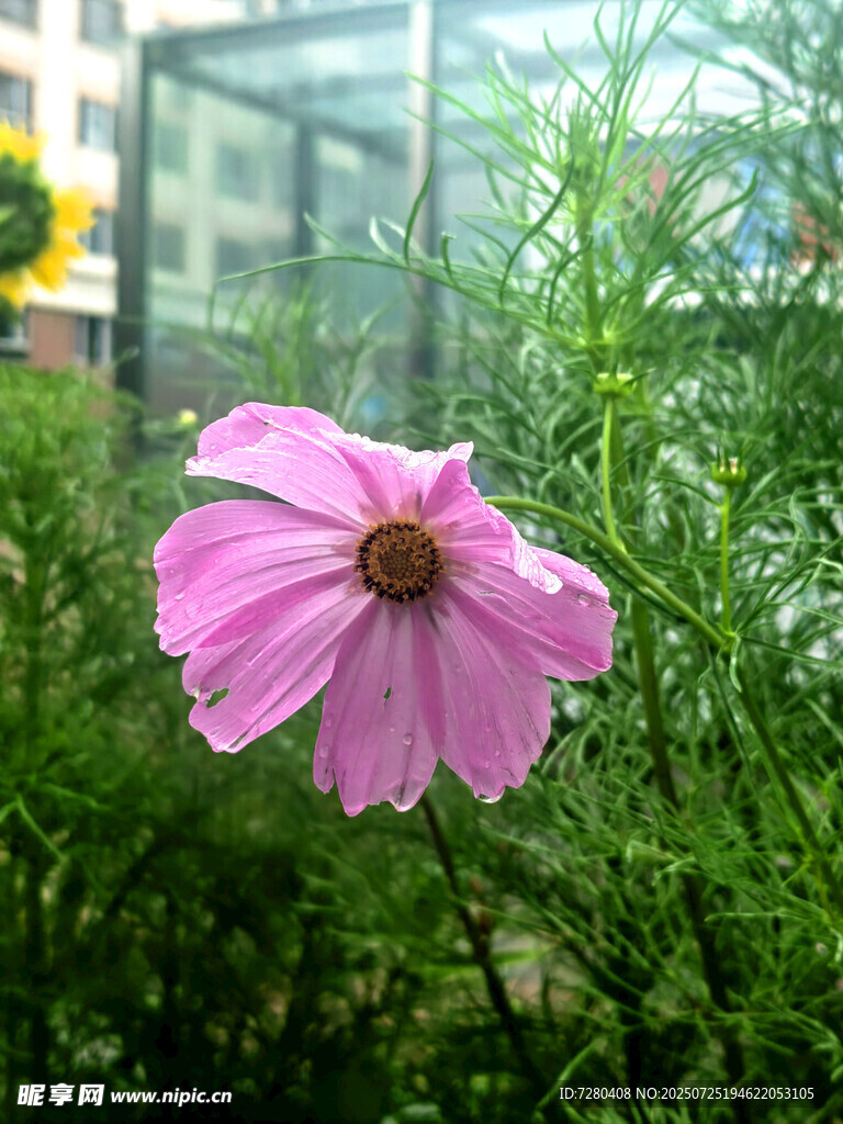 嬌艷粉色花朵綻放于草叢