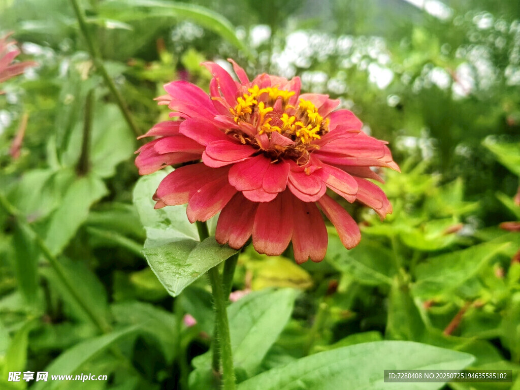 嬌艷紅色花朵綻放綠葉間