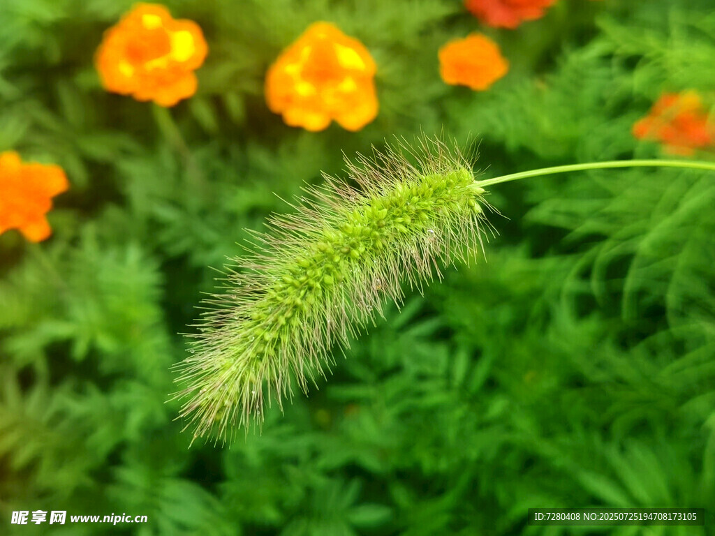 狗尾草旁綻放的艷麗小花