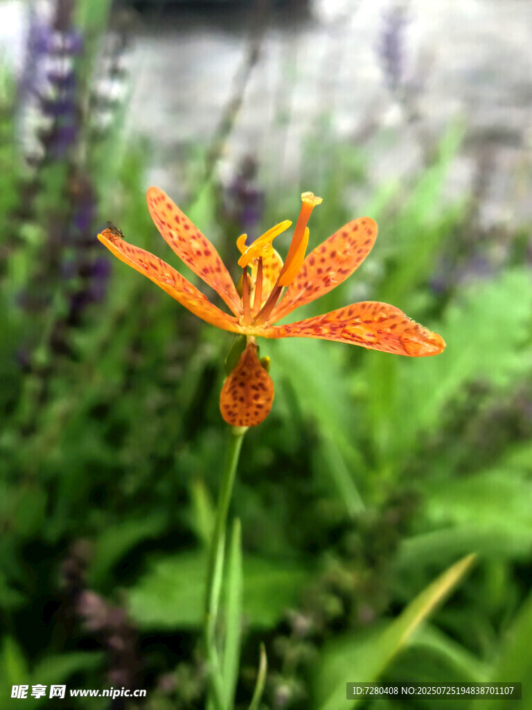 橙色斑點(diǎn)小花綻放綠葉間