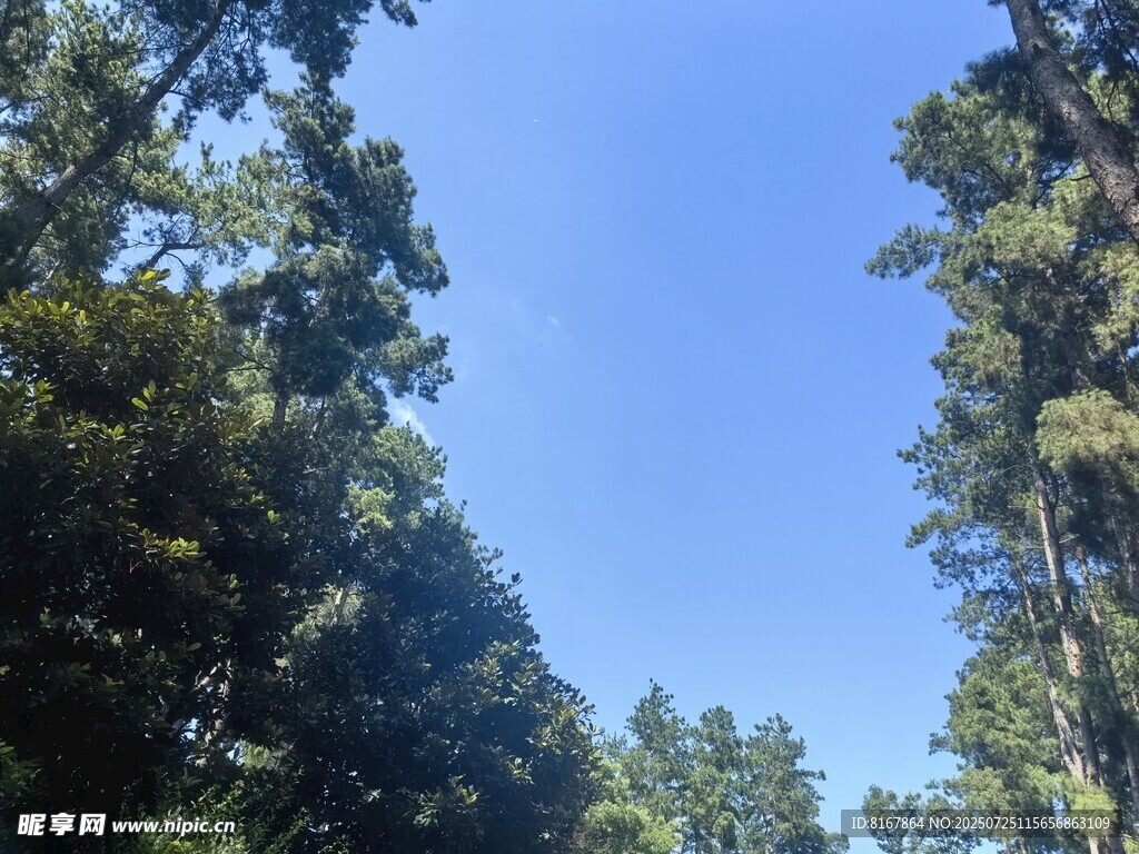 林間藍天