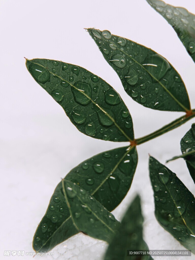 帶水珠的翠綠葉片