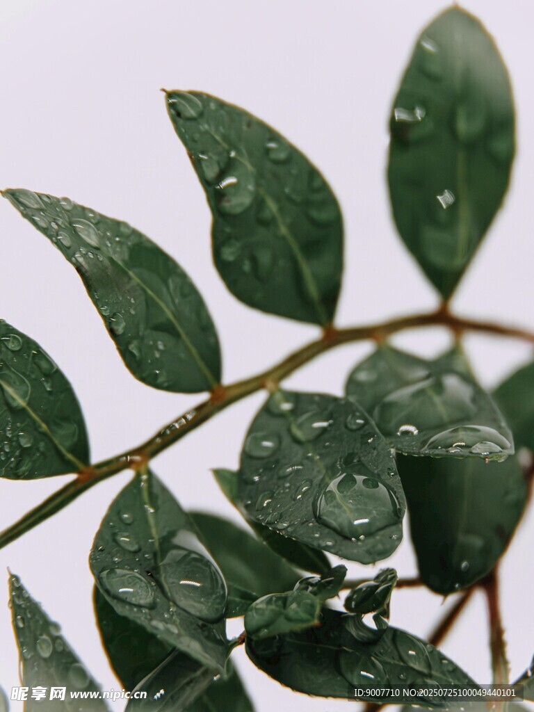 帶水珠的翠綠葉片
