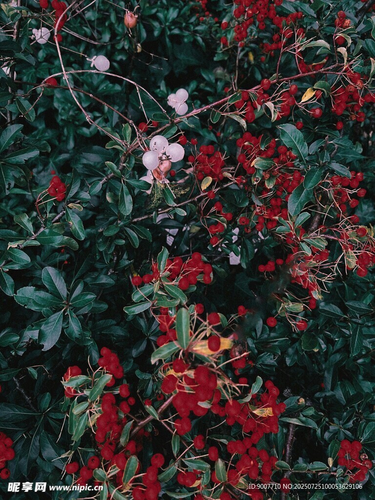 繁花綠葉間的自然景致