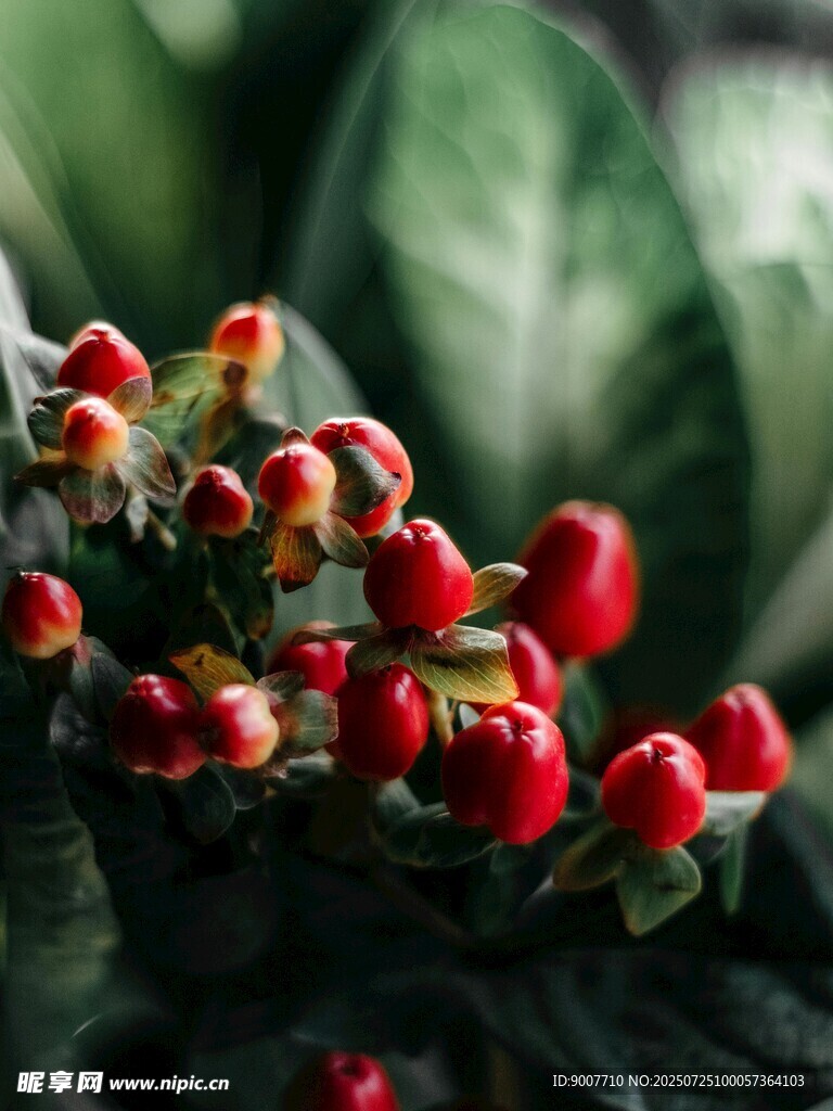 鮮艷紅果植物特寫