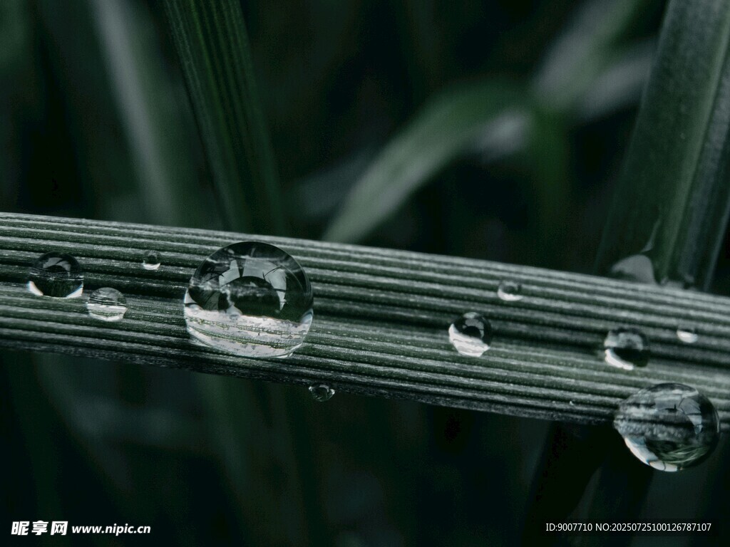 草葉上的晶瑩水珠