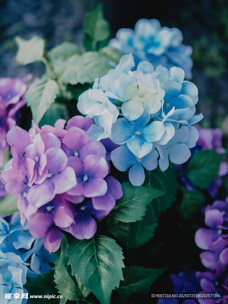 多彩繡球花綻放美麗