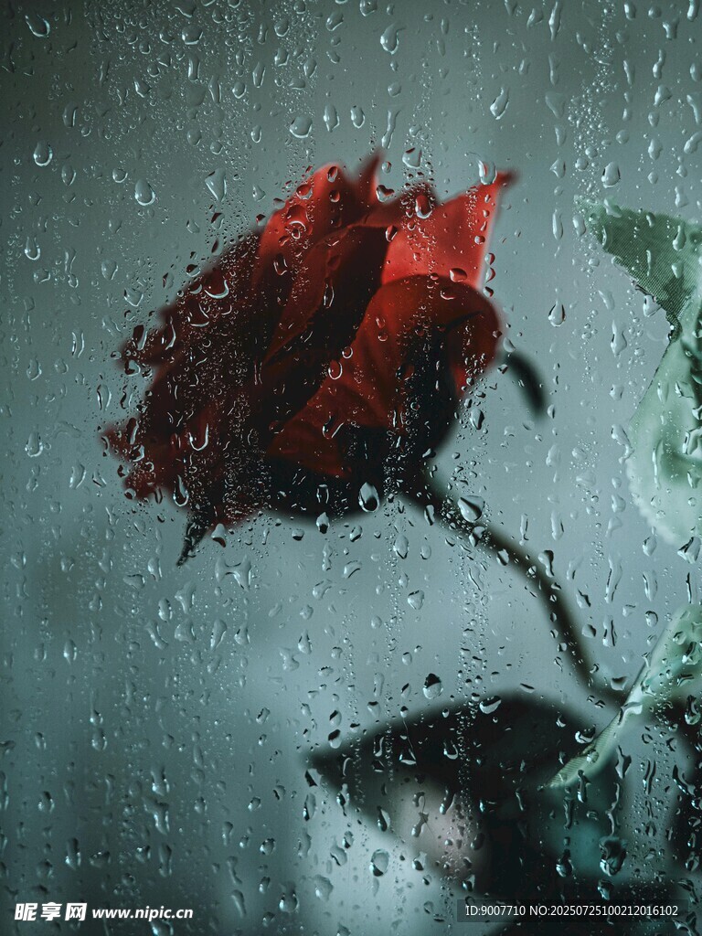 雨中嬌艷紅玫瑰