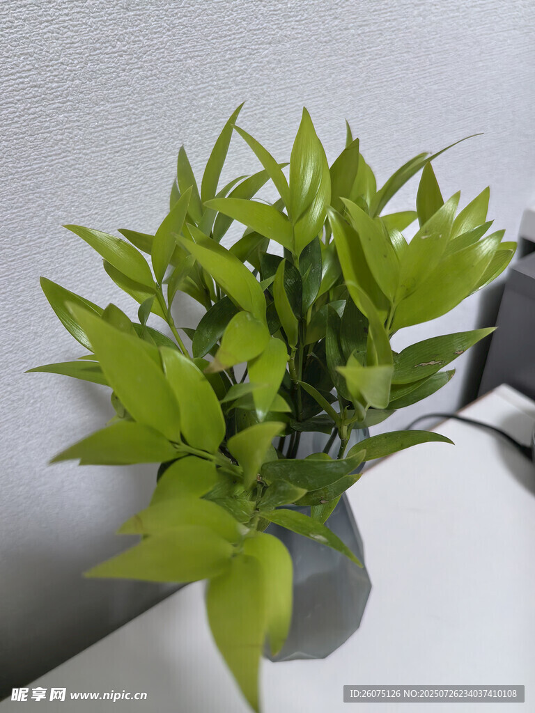 翠綠水培竹子