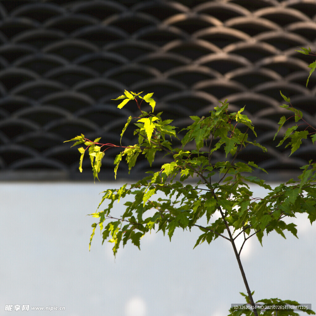 陽光下的嫩綠枝葉