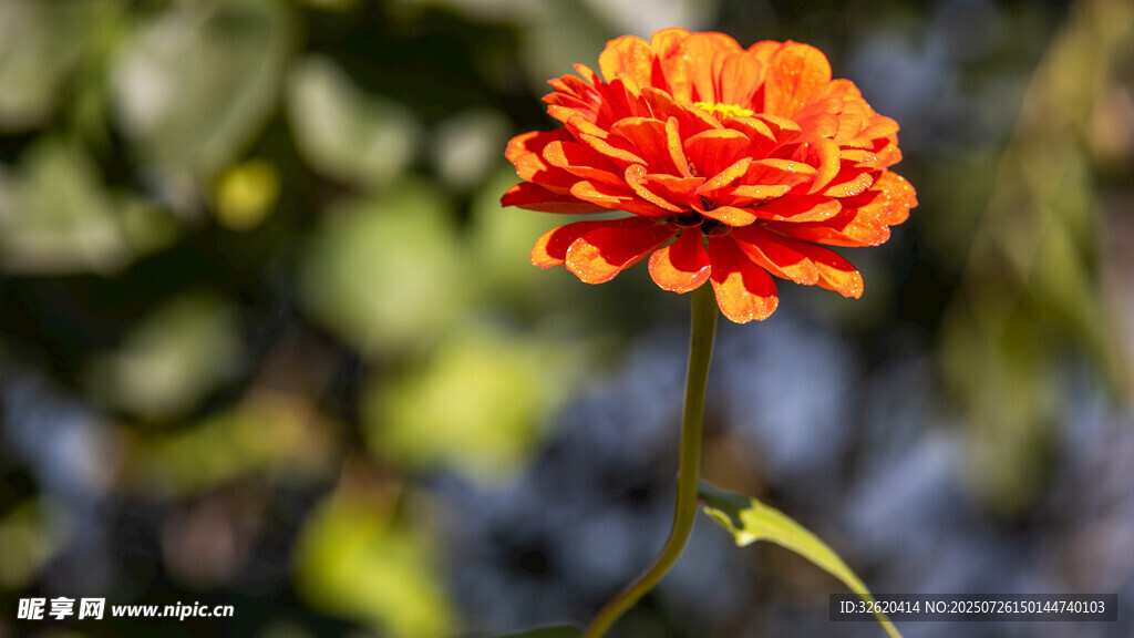 鮮艷橙花綻放