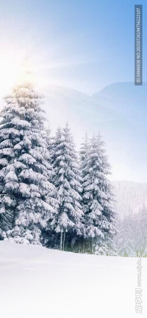 冬日雪景中的挺拔雪松