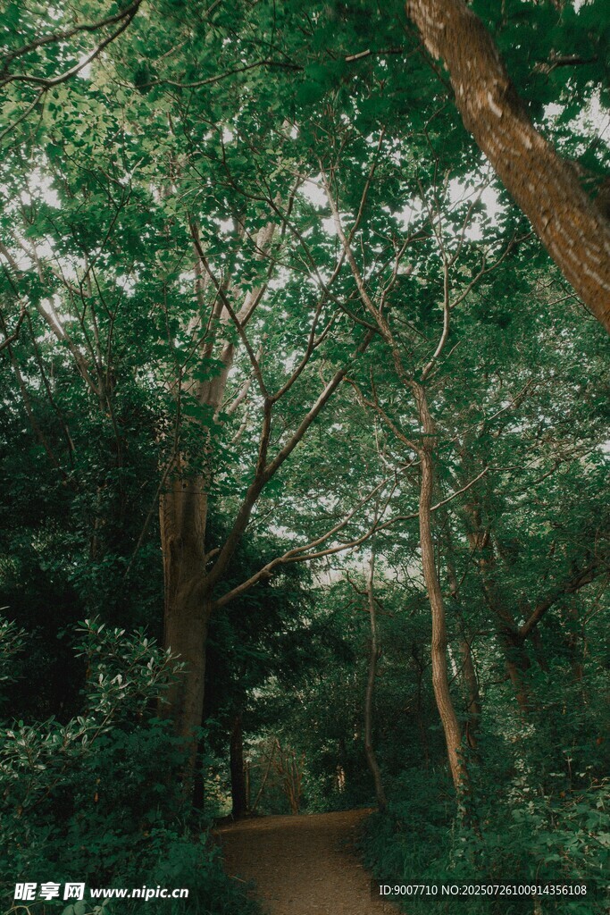 林間幽徑 綠意盎然的自然景