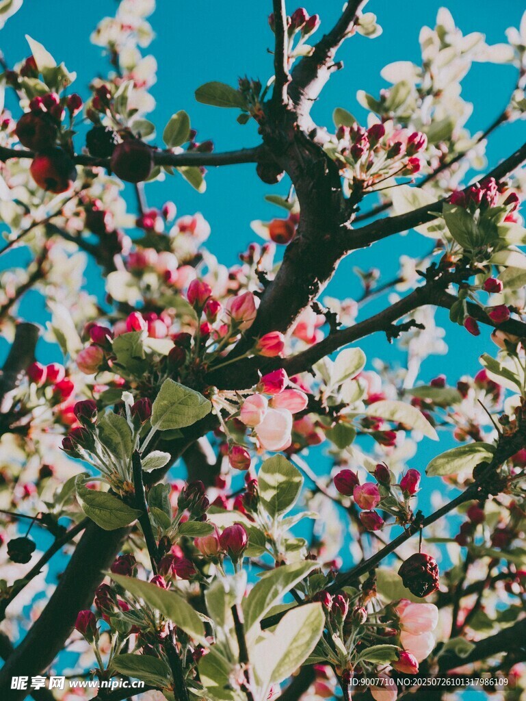 春日繁花盛開的蘋果樹